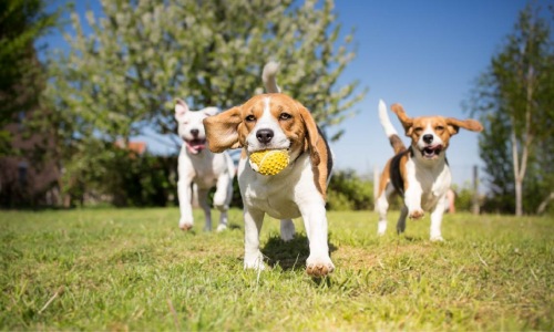 Dogs at the park 